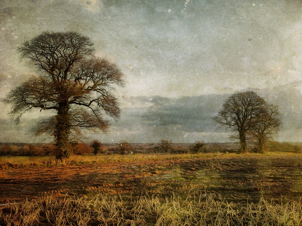 Fields edited photo of english fields and trees. Landscape.